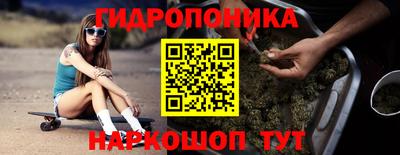 индика Кингисепп
