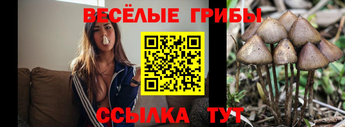 Псилоцибиновые грибы GOLDEN TEACHER Волхов